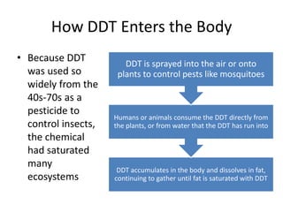 How DDT Enters the Body
• Because DDT           DDT is sprayed into the air or onto
  was used so         plants to control pests like mosquitoes
  widely from the
  40s-70s as a
  pesticide to
                     Humans or animals consume the DDT directly from
  control insects,   the plants, or from water that the DDT has run into
  the chemical
  had saturated
  many
                      DDT accumulates in the body and dissolves in fat,
  ecosystems         continuing to gather until fat is saturated with DDT
 