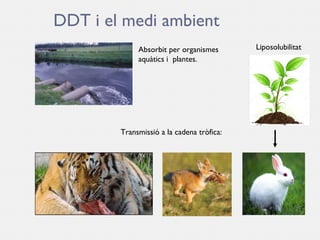 El DDT - Powerpoint