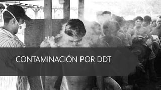 CONTAMINACIÓN POR DDT
 