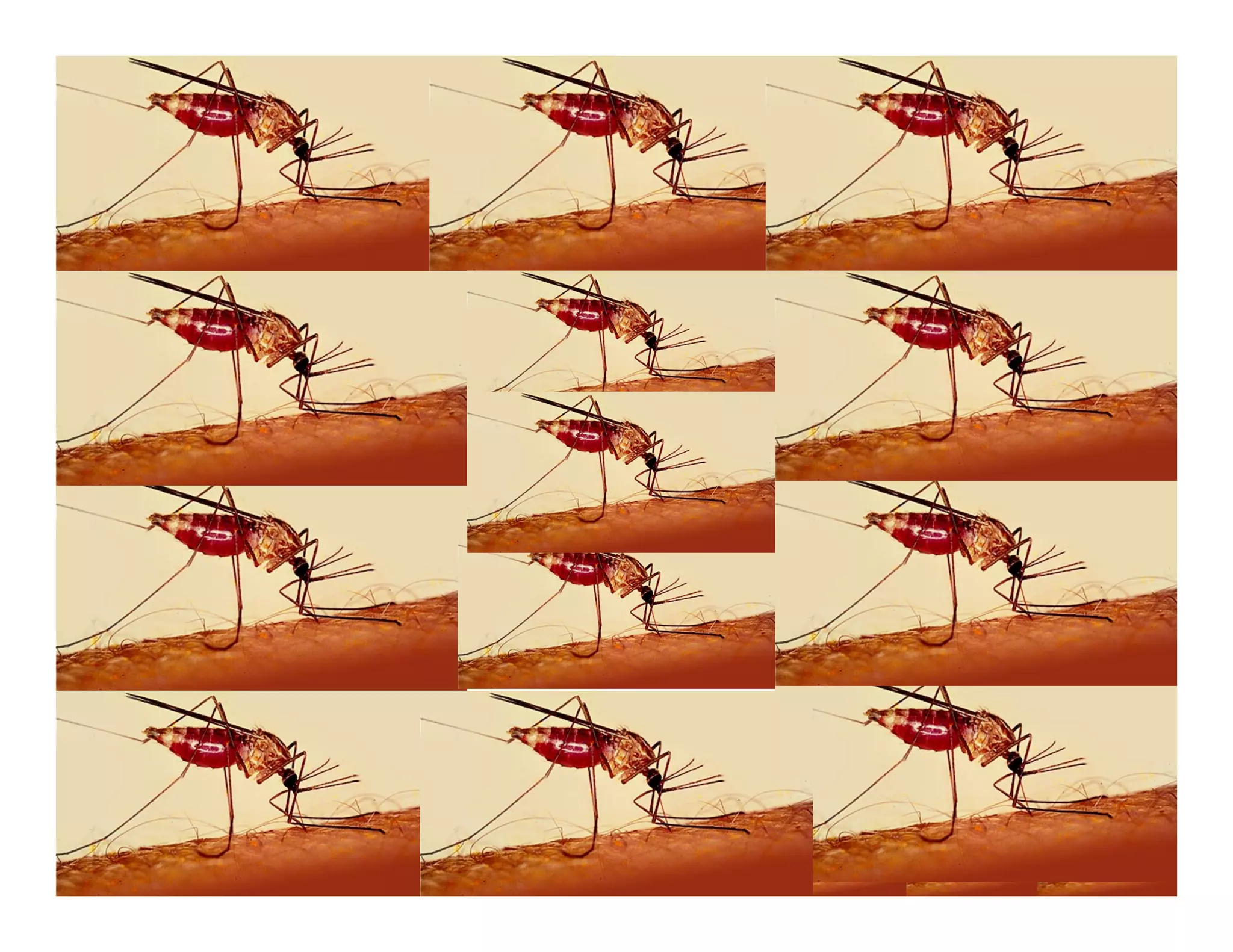 Ddt Presentation (www.bioguruindia.com)