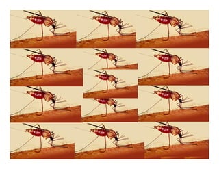 Ddt Presentation (www.bioguruindia.com)