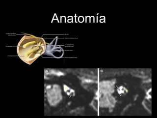 Anatomía