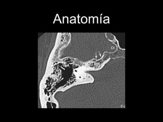 Anatomía