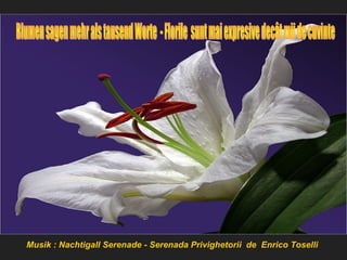Musik : Nachtigall Serenade - Serenada Privighetorii de Enrico Toselli 
 