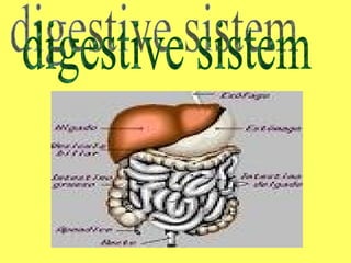 digestive sistem 
