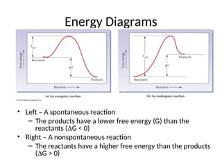 Energy Diagrams
• Left – A spontaneous reaction
– The products have a lower free energy (G) than the
reactants (G < 0)
• Right – A nonspontaneous reaction
– The reactants have a higher free energy than the products
(G > 0)
 