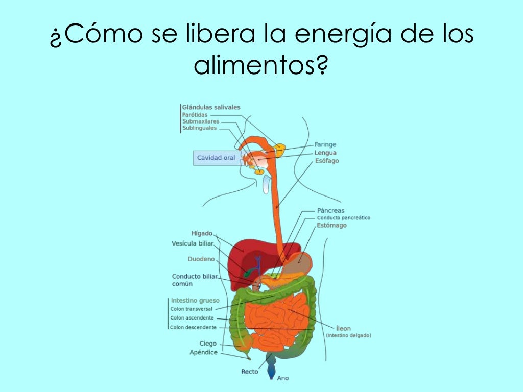 De donde obtiene energia elcuerpo De donde obtiene energia elcuerpo