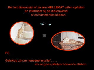 Bel het dierenasiel of ze een  HELLEKAT  willen ophalen  en informeer bij de dierenwinkel of ze hamstertjes hebben.    PS.  Gelukkig zijn ze heeeeeel erg lief . . . . als ze geen pilletjes hoeven te slikken. 