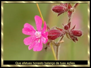 Que efetues honesto balanço de tuas ações. 