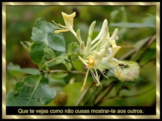 Que te vejas como não ousas mostrar-te aos outros. 