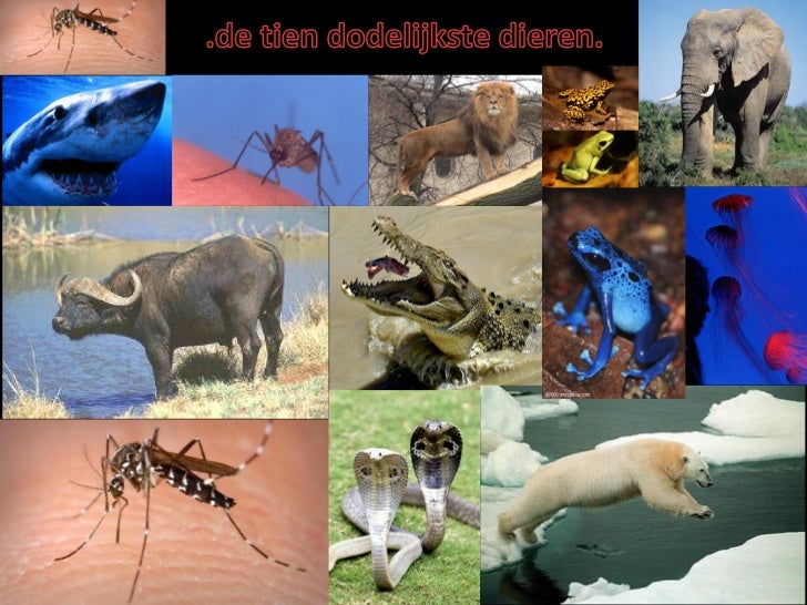 De 10 dodelijkste dieren van de wereld De 10 dodelijkste dieren van de wereld