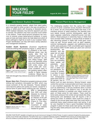 In a stressful growing season, attack from plant patho-
gens may begin to show up late in the year as patches of
dying or wilted plants with drooping or diseased leaves.
While soybean diseases may become apparent just prior
to harvest, the infection may have occurred much earlier
in the season. These above-ground symptoms are com-
mon to several unique below-ground problems. A quick
peek at roots and lower stems can help determine which of
these pathogens might be at work in your soybean fields.
Proper identification can help with future variety selection
and management decisions.
Sudden Death Syndrome (Fusarium virguliforme)
produces striking leaf symptoms (Figure 1), which alert us
to problems in the roots.
Affected plants may die
rapidly after first leaf
symptoms appear due to
toxins produced by the
root rotting fungus. Split
stems will generally show
only minor discoloration in
solid cortex areas, with
normal white pith. Cool,
moist conditions early in
the growing season often
results in higher disease
incidence. Stress due to
heat and drought may reduce occurrence of SDS in some
cases.
Brown Stem Rot (Phialophora gregata) produces similar
striking leaf symptoms mid-season as SDS, which may
cause confusion of the two diseases. Tissues between
veins become yellow and quickly turn brown, except for a
narrow band of green tissue outlining the vein. However,
BSR is distinguished
from SDS and other
diseases by brownish
discoloration due to
an infection of the pith
tissue in lower stems
(Figure 2). This infec-
tion impedes the
movement of water
and mineral nutrients
needed for growth.
WALKING YOUR FIELDS® newsletter is brought to you by your local account manager for DuPont Pioneer. It is sent to customers throughout the growing season,
courtesy of your Pioneer sales professional. The DuPont Oval Logo is a registered trademark of DuPont. PIONEER® brand products are provided subject to the
terms and conditions of purchase which are part of the labeling and purchase documents. ®, TM, SM Trademarks and service marks of Pioneer. © 2013 PHII.
WALKING
YOUR FIELDS
®
www.pioneer.com
August 28, 2013 - Issue 5
The challenging weather from this spring left a large
amount of acres unplanted across Southern Minnesota.
As a result, we are encountering fields that have a tre-
mendous amount of weed pressure; the heaviest pres-
sure weeds include common lambsquarter, giant rag-
weed, pigweed, waterhemp, shepherd's-purse, and dan-
delions. Weed pressure is extremely heavy in fields that
have not been tilled; however, a second flush of weeds is
also becoming present in fields with small grain cover
crops as well. Annual weeds such as giant ragweed,
common lambsquarter, pigweed, and waterhemp are all
prolific seed producers. If left uncontrolled giant ragweed
can produce 5000-10,000 seeds per plant and common
lambsquarter, wa-
terhemp, and pig-
weed are all capa-
ble of producing
100,000 seeds per
plant. The effects
from not controlling
these weeds can
potentially have
long term effects
from a weed con-
trol standpoint. Ac-
cording to studies,
it can take 12 years
to reduce a com-
mon lambsquarter
weed seed bank by
50 percent, due to
factors such as seed dormancy. Moving forward, weed
control this summer in prevent plant and cover crop acres
is very important (especially the hard to control weeds
such as waterhemp); it will pay dividends when it comes
to weed pressure in next season’s crop. It will also be
extremely important to evaluate your weed control pro-
gram on these acres for next season. There could be
some early pressure from winter annual weeds like shep-
herd's-purse and dandelions that will require a fall or
spring burn down. In addition, there could be a large in-
crease to the annual weed seed bank that could result in
extremely heavy weed pressure early next spring. It will
be very important to have a good foundation herbicide
program in place for these acres next spring; not control-
ling this early weed pressure could have a significant im-
pact on yield.
Prevent Plant Acres Management
Figure 3. Heavy shepherd’s-purse and
common lambsquarter pressure in pre-
vent plant field. Photo: B. Buck, DuPont
Pioneer
Late-Season Soybean Diseases
Figure 1. Leaf necrosis caused by
SDS or BSR. Photo: DuPont Pioneer
Figure 2. Brown stem rot. Photo: L.
Osborne, DuPont Pioneer
 