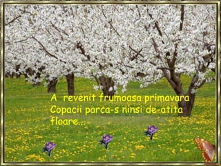A  revenit frumoasa primavaraCopacii parca-s ninsi de-atita floare...