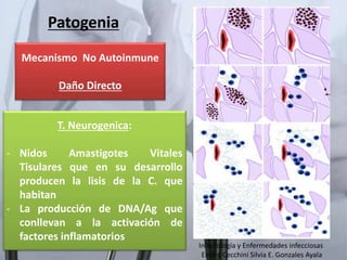 Patogenia
Mecanismo No Autoinmune
Daño Directo
T. Neurogenica:
- Nidos Amastigotes Vitales
Tisulares que en su desarrollo
producen la lisis de la C. que
habitan
- La producción de DNA/Ag que
conllevan a la activación de
factores inflamatorios
Infectologia y Enfermedades infecciosas
Emilio Cecchini Silvia E. Gonzales Ayala
 