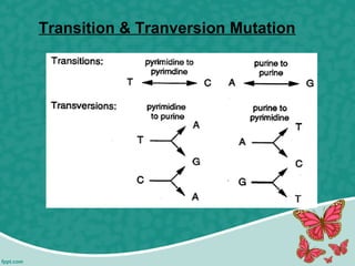 Transition & Tranversion Mutation
 