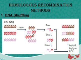 homoloGous rEcombiNatioN
mEthods
1. DNA Shuffling
 
