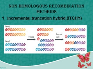 NoN-homologous RecombiNatioN
methods
1. Incremental truncation hybrid (ITCHY)
 