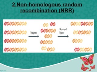 2.Non-homologous random
recombination (NRR)
 