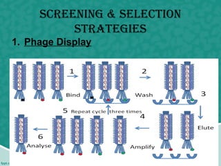 scReeNiNg & selectioN
stRategies
1. Phage Display
 