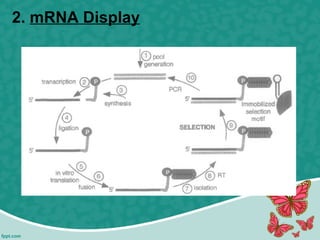 2. mRNA Display
 