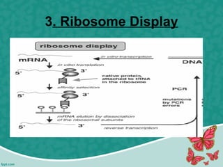 3. Ribosome Display
 