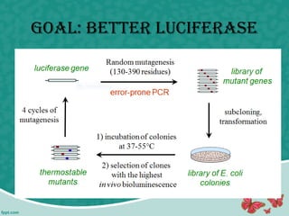 goAl: better luciferAse
 