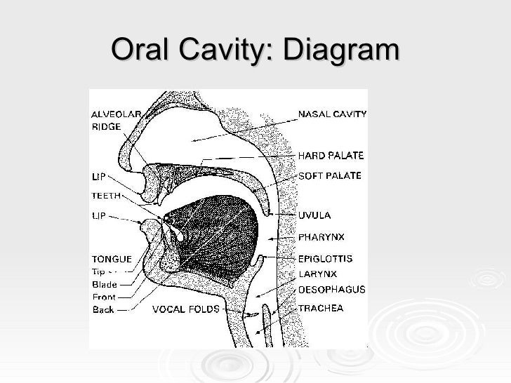 Tree Diagram In Linguistics
