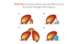 DEAD-box helicase proteins disrupt RNA tertiary structure through helix ...