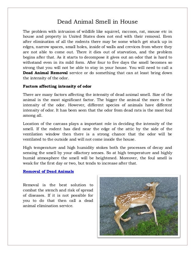 Dead Animal Smell in House