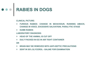 RABIES IN DOGS CLINICAL PICTURE: FURIOUS RABIES: CHANGE IN BEHAVIOUR, RUNNING AMUCK, CHANGE IN VOICE, EXCESSIVE SALIVATION, PARALYTIC STAGE DUMB RABIES LABORATORY DIAGNOSIS: HEAD OF THE ANIMAL IS CUT OFF DULY PACKED IN ICE IN AIR TIGHT CONTAINER OR BRAIN MAY BE REMOVED WITH ANTI-SEPTIC PRECAUTIONS SENT IN 50% GLYCEROL –SALINE FOR EXAMINATION 