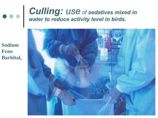 Culling:  use  of  sedatives mixed in water to reduce activity level in birds.   Sodium Feno Barbital, 