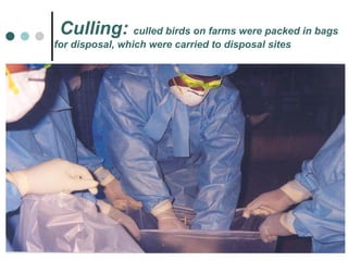 Culling:  culled birds on farms were packed in bags for disposal, which were carried to disposal sites 