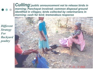Culling: public announcement not to release birds in morning; Panchayat involved; common disposal ground identified in villages; birds collected by veterinarians in morning; cash for bird; tremendous response Different  Strategy For Backyard poultry 