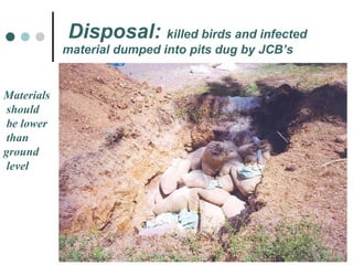Disposal:  killed birds and infected   material dumped into pits dug by JCB’s Materials should be lower than  ground level 