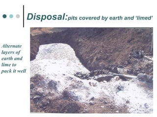 Disposal: pits covered by earth and ‘limed’ Alternate layers of  earth and  lime to  pack it well 