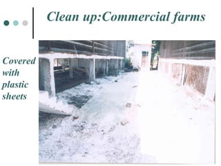 Clean up:Commercial farms Covered  with  plastic  sheets 