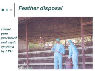 Feather disposal Flame guns  purchased  and used;  operated  by LPG 