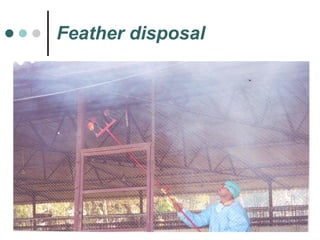 Feather disposal 