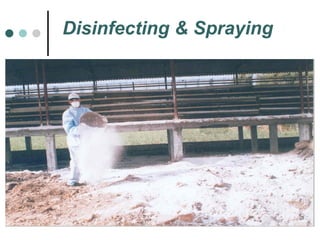 Disinfecting & Spraying 