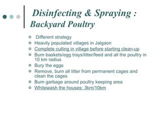 Different strategy Heavily populated villages in Jalgaon Complete culling in village before starting clean-up Burn baskets/egg trays/litter/feed and all the poultry in 10 km radius Bury the eggs Remove, burn all litter from permanent cages and clean the cages Burn garbage around poultry keeping area Whitewash the houses: 3km/10km Disinfecting & Spraying  : Backyard Poultry 