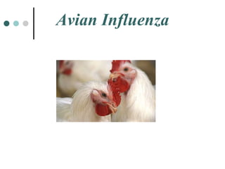 Avian Influenza 