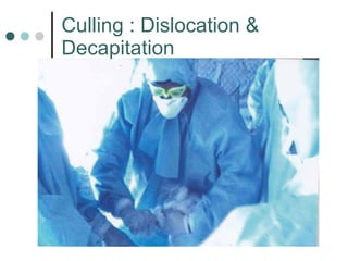 Culling : Dislocation & Decapitation   