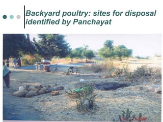 Backyard poultry: sites for disposal identified by Panchayat 