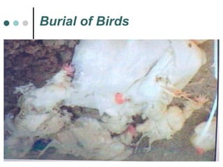 Burial of Birds 