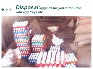 Disposal: eggs destroyed and buried  with egg trays etc.  