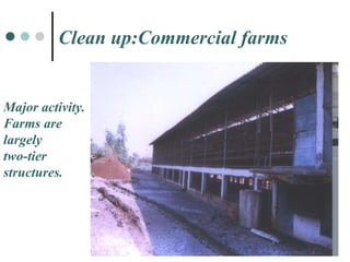 Major activity. Farms are  largely  two-tier  structures. Clean up:Commercial farms 
