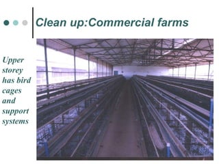 Clean up:Commercial farms Upper storey has bird cages and support systems 