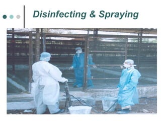 Disinfecting & Spraying 