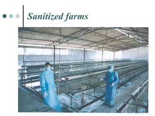 Sanitized farms 