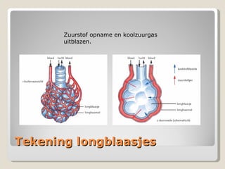 Tekening longblaasjes Zuurstof opname en koolzuurgas uitblazen. 